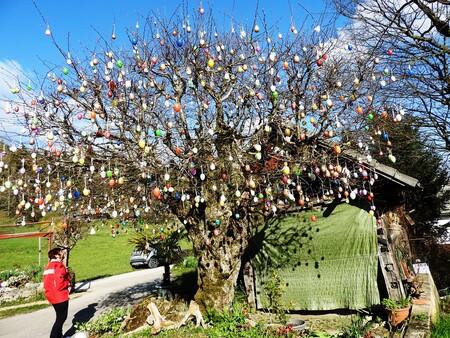 Letos se pirhi lepo lesketajo v sončnem vremenu